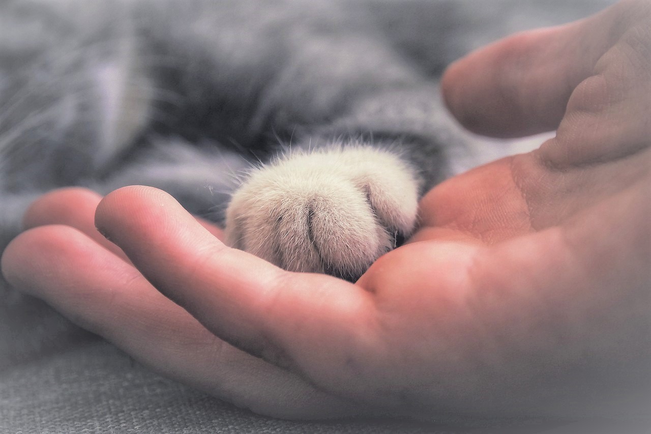 【猫の手フェチ必見】ふわふわの丸い手が可愛すぎる！魅力的な猫の手特集！