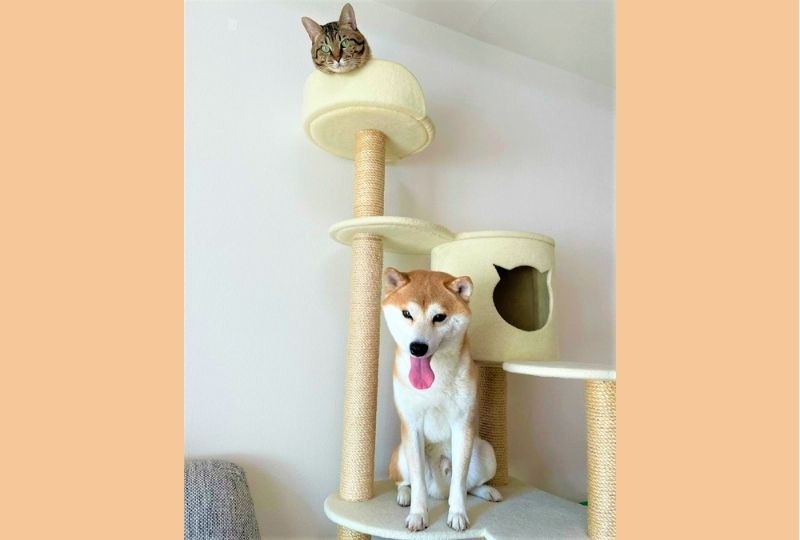 ”キャットタワー”がお気に入りの柴犬くんと猫くん。自分の定位置に満足げな犬猫兄弟