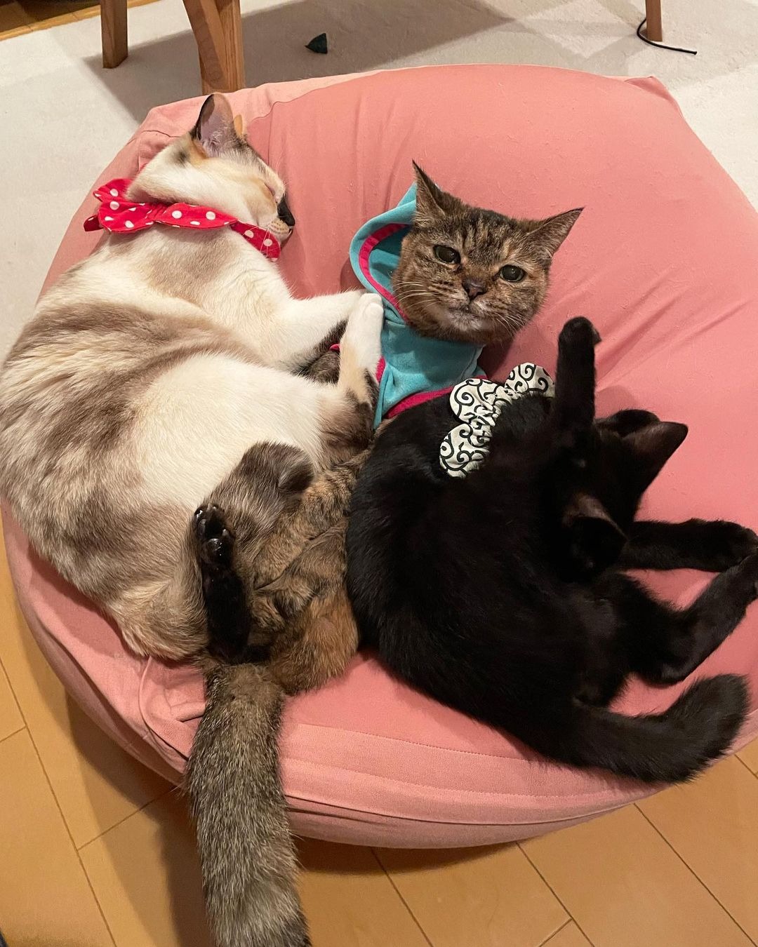 一緒に寝ている三匹の猫