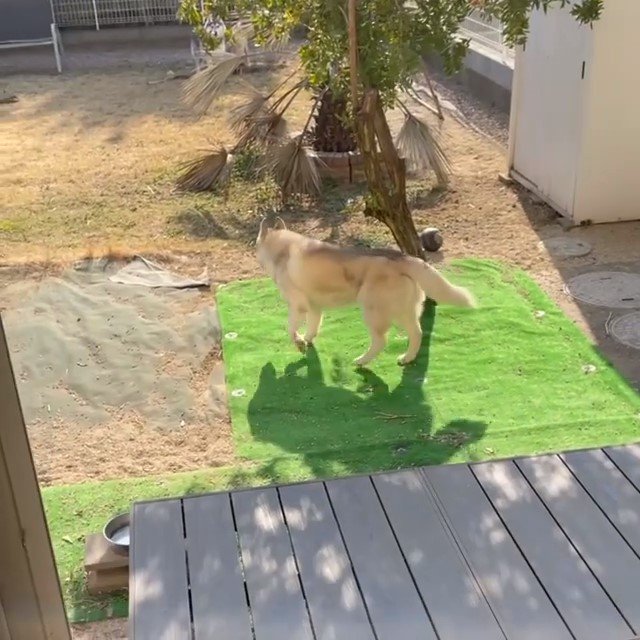庭で遊ぶハスキー犬