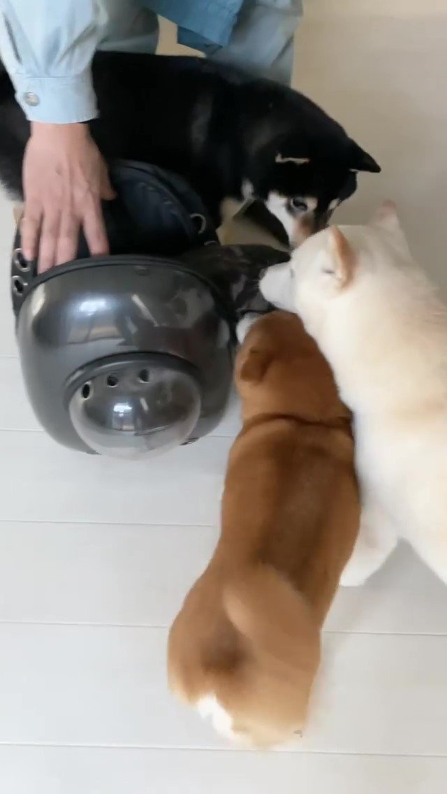 柴犬と猫