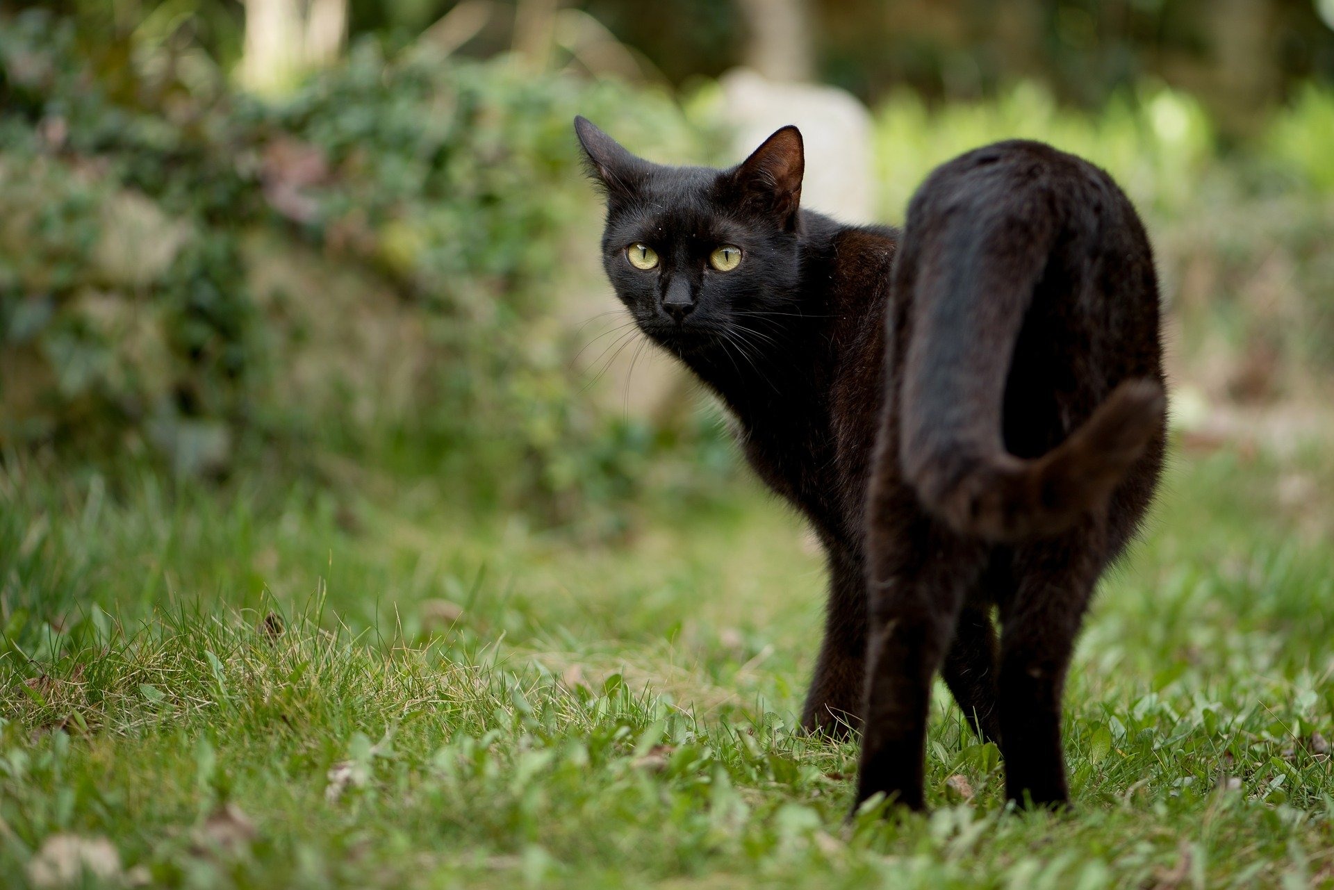真っ黒でかわいい猫の特徴とは？【黒猫】のクイズにチャレンジしよう！