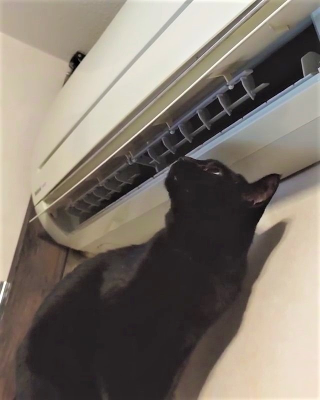 猫　エアコン