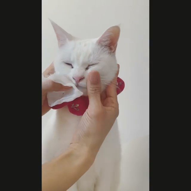 顔を拭いてもらっている白猫