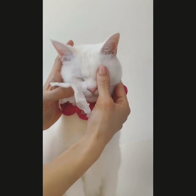 顔を拭いてもらっている白猫