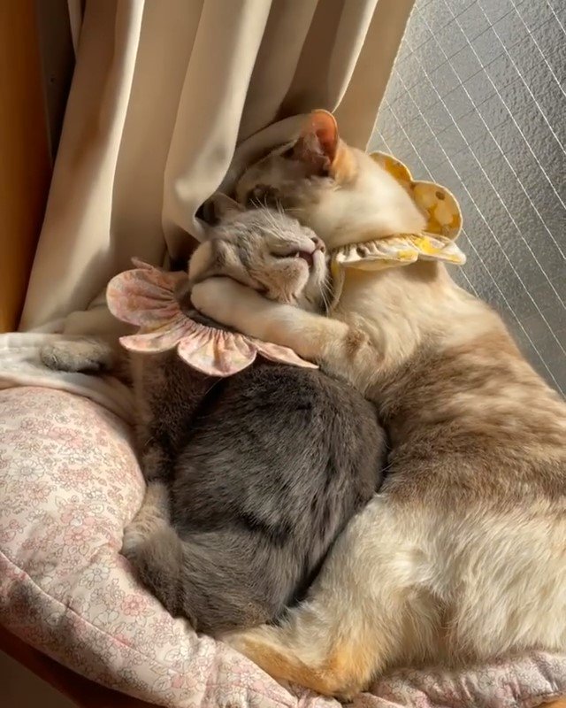 子猫を抱きしめる猫