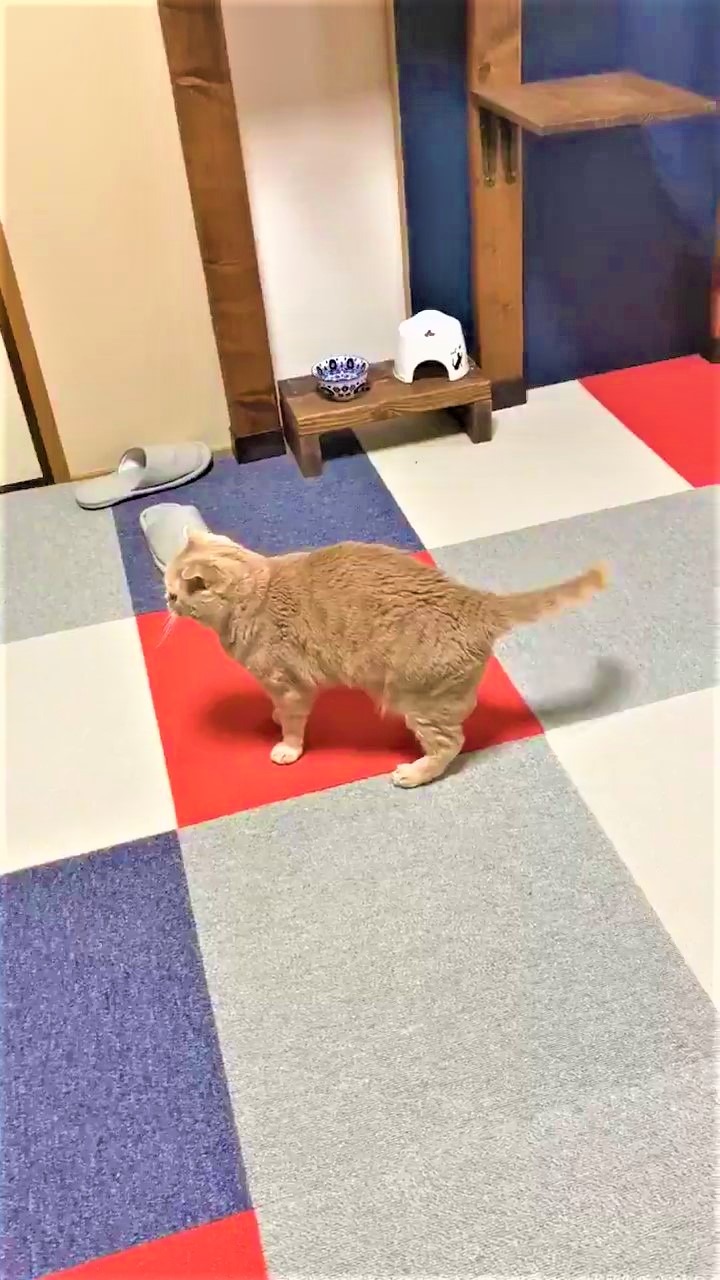 猫　逃げる