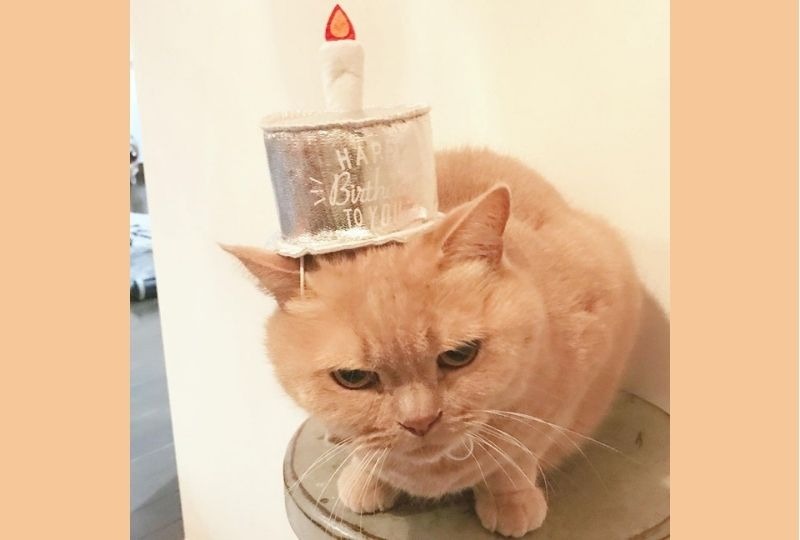 10歳のお誕生日を迎えた猫くん。ケーキ型の帽子をかぶった姿がシニアとは思えない可愛さ！