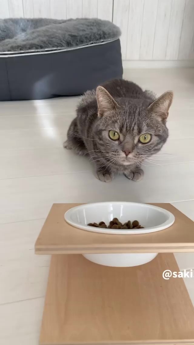 ご飯を待っている猫