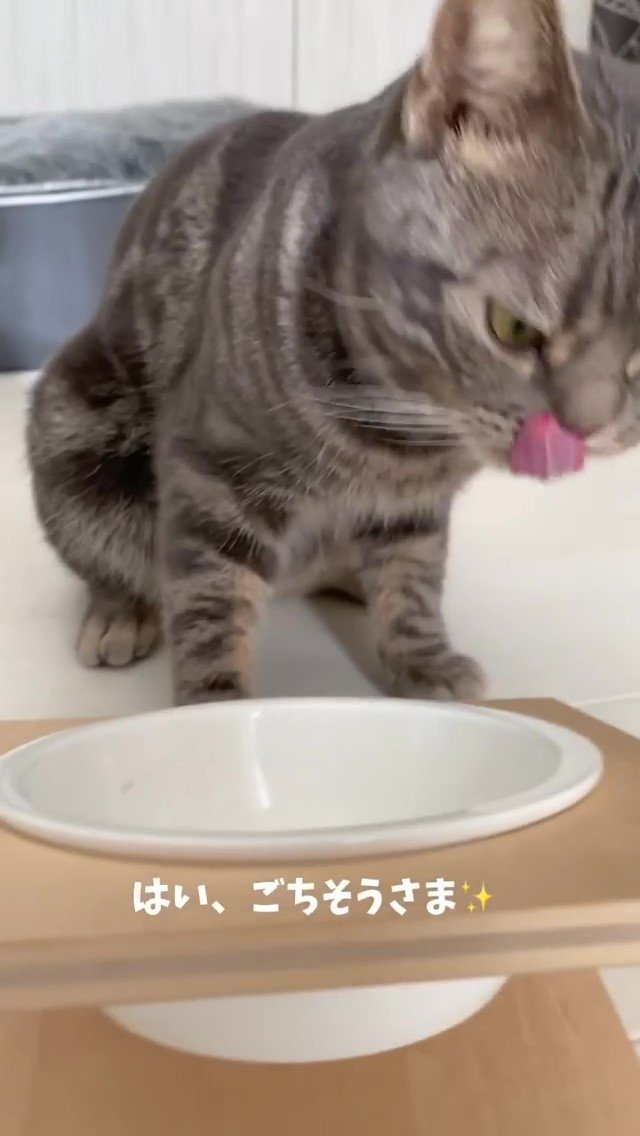 ご飯を食べ終わった猫