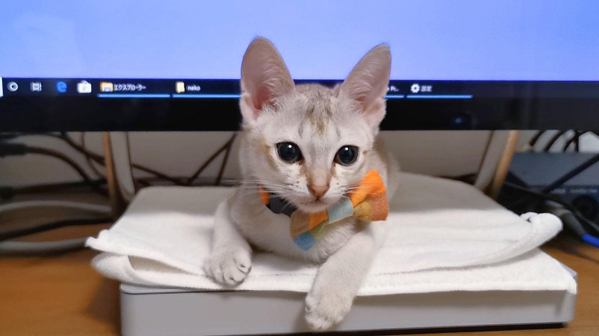 『お仕事サボってニャい？』パソコンの下から“監視”してくる子猫。可愛すぎて逆に集中できない！