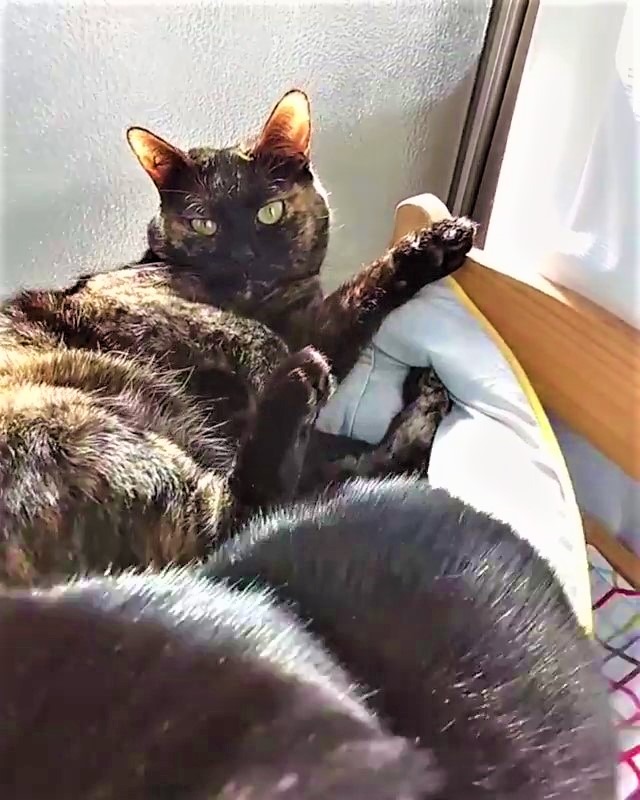 猫　日向ぼっこ