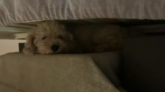 ベッドの下で寝ているトイプードル