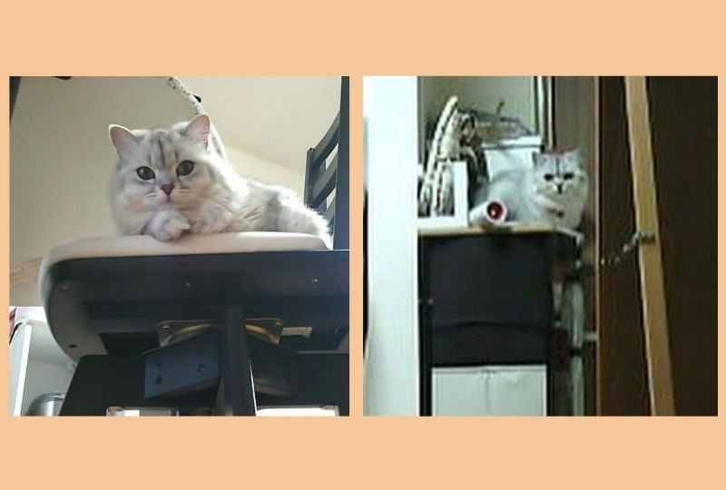ハラハラドキドキ…。猫のねるちゃんの“初めてのお留守番”をペットカメラが捉えた！