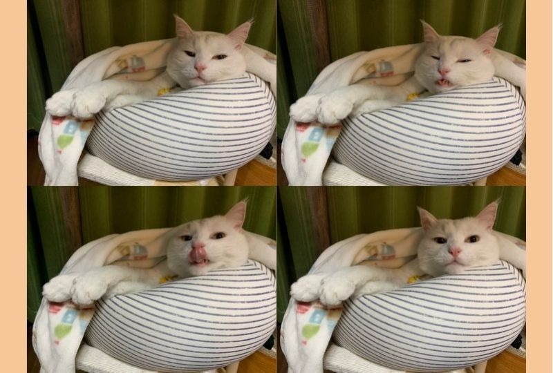 どの表情も最高に可愛い！リラックスモードな白猫様の可愛い“4ショット”を大公開！