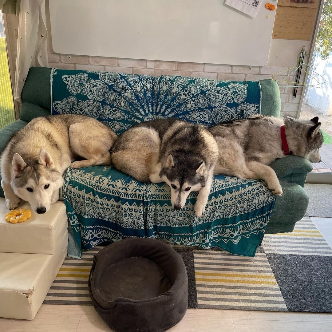 ソファーに並ぶハスキー犬たち