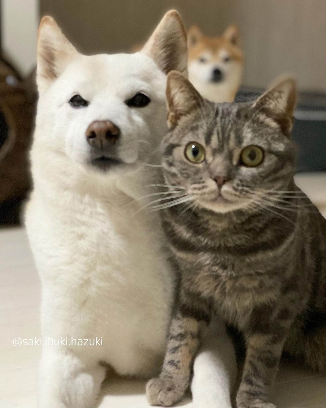 写真を撮る犬と猫