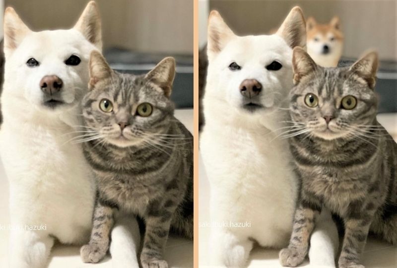 【間違い探し】ツーショットで撮影中の柴犬と猫くん。2枚の写真の違いはど～こだ⁉