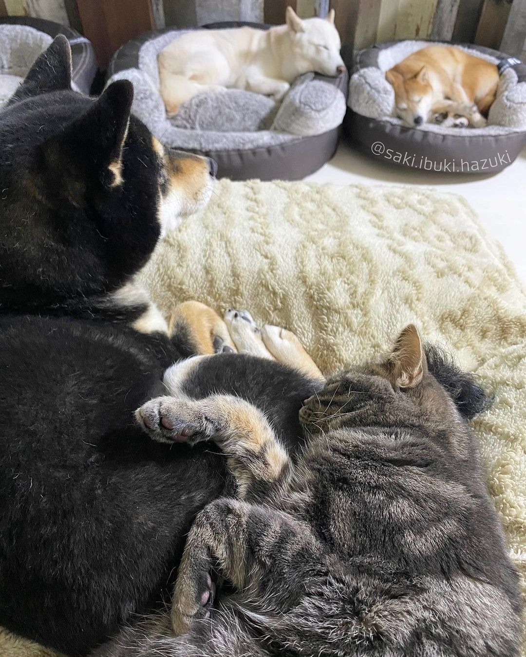 お昼寝する犬と猫