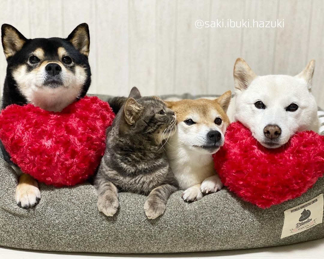 ベッドの上の犬と猫