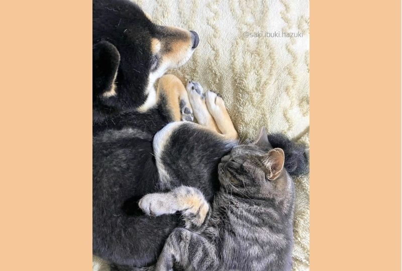 【癒し】ぴったり寄り添って眠る弟猫。そっと優しく見守る姉犬がステキすぎる！