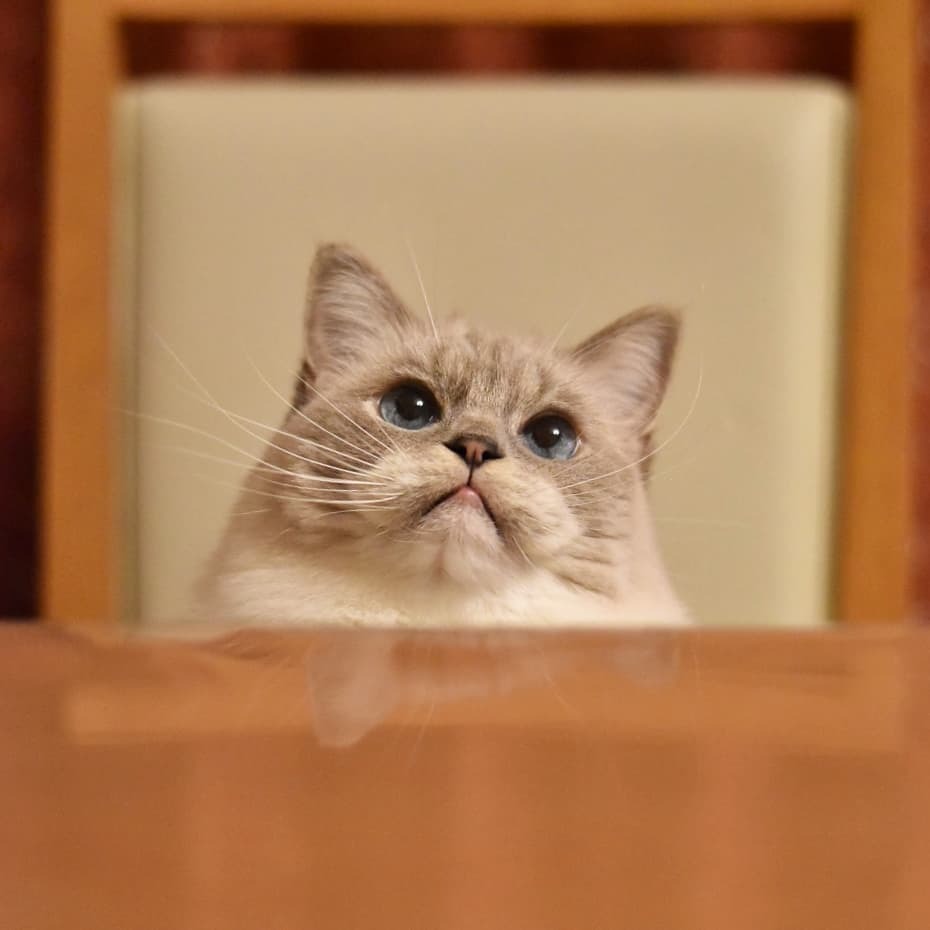 飼い主を見つめる目が青い猫