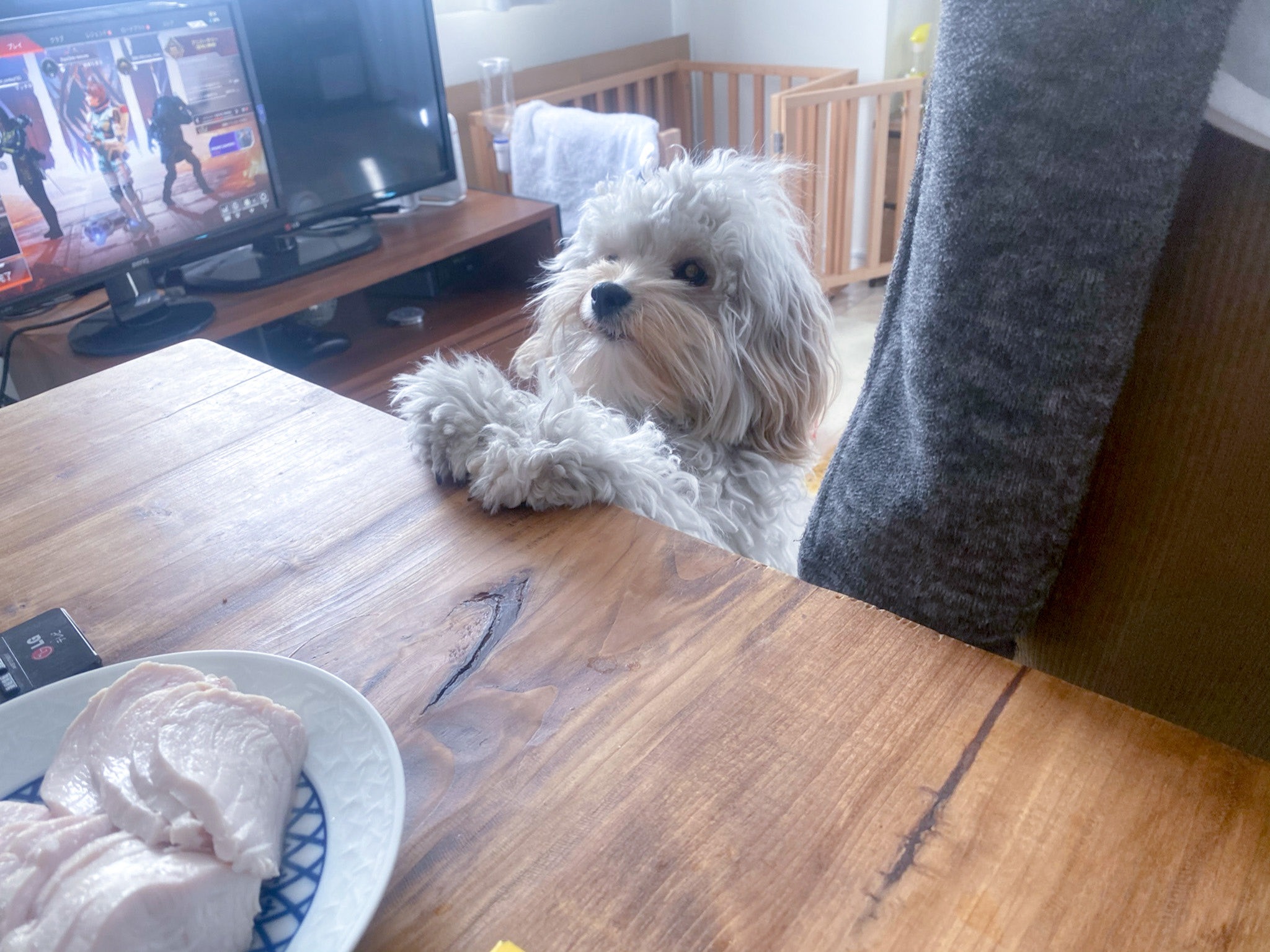 テーブルに手を乗せる犬