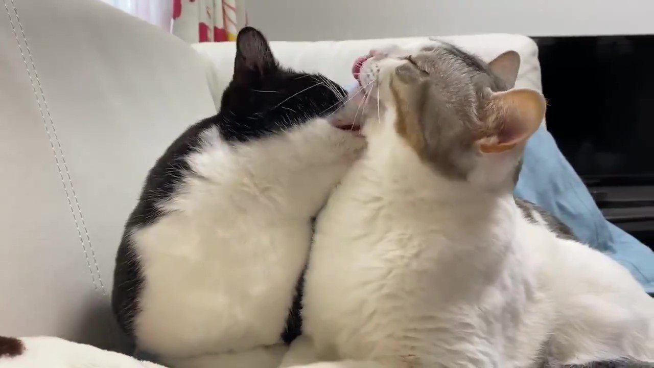 舐め合う猫