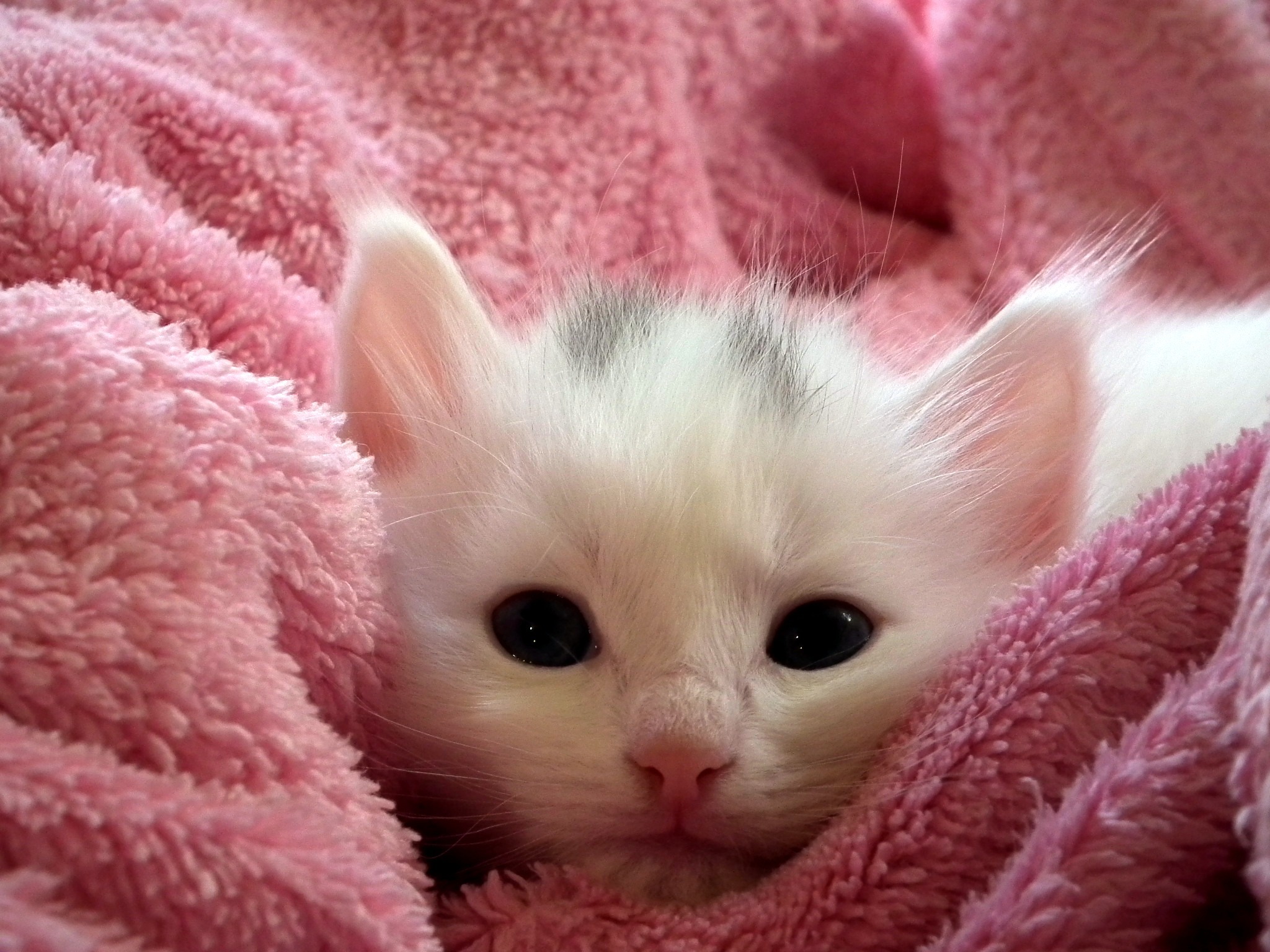 タオルに包まれている子猫
