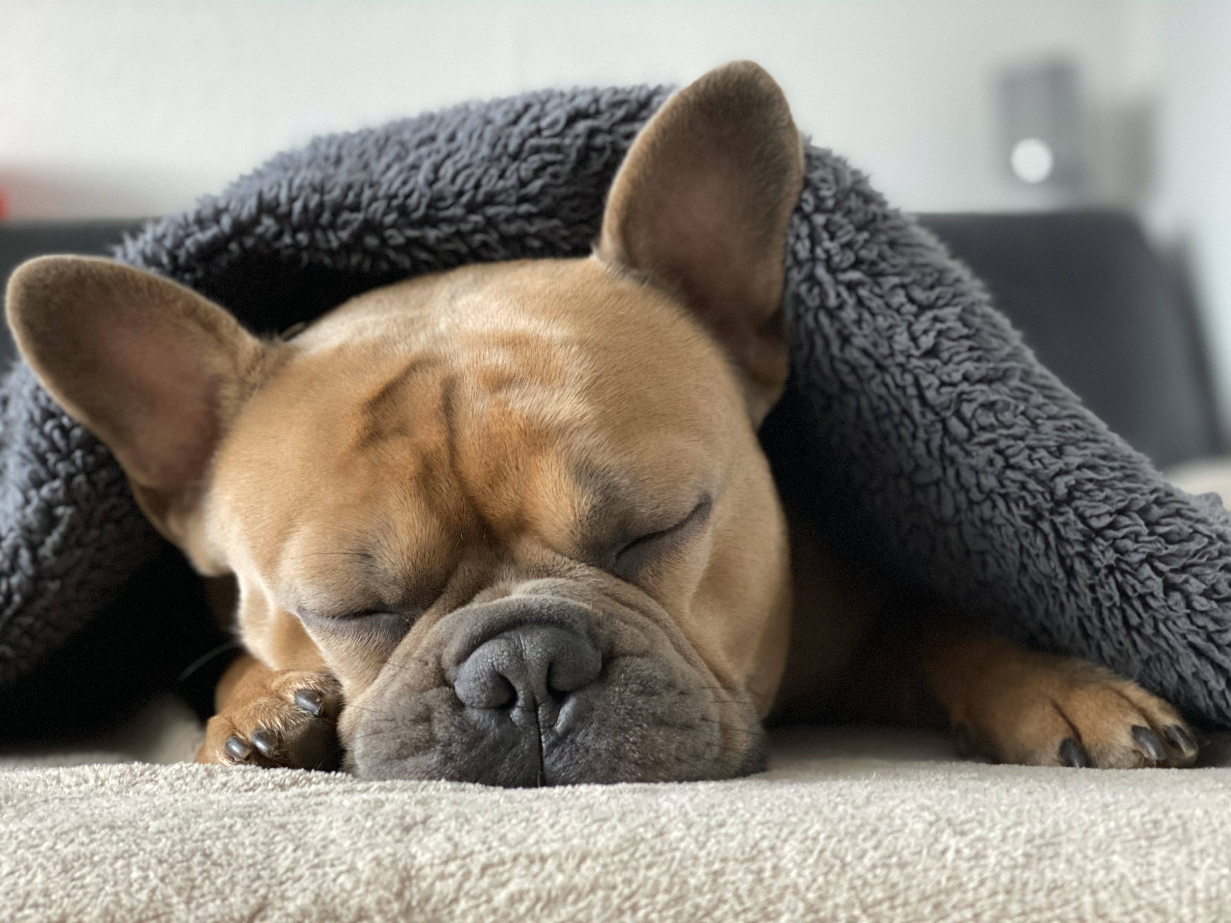 愛犬がすぐ起きる時と全然起きない時があるのはどうして？犬の睡眠にまつわる秘密を解説！