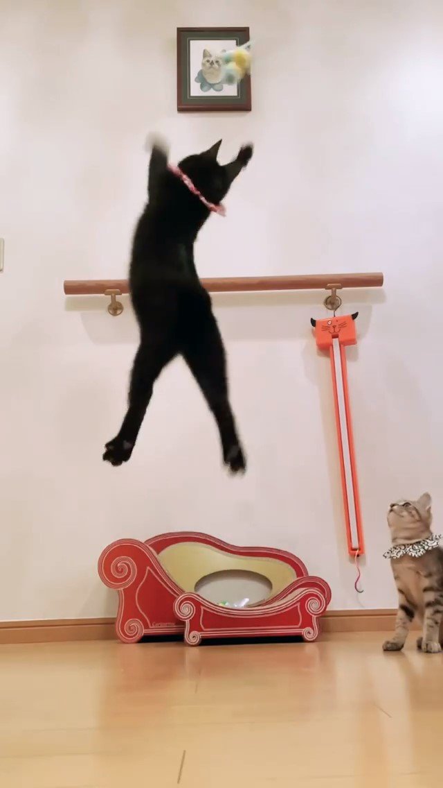 おもちゃに向かってジャンプする黒猫