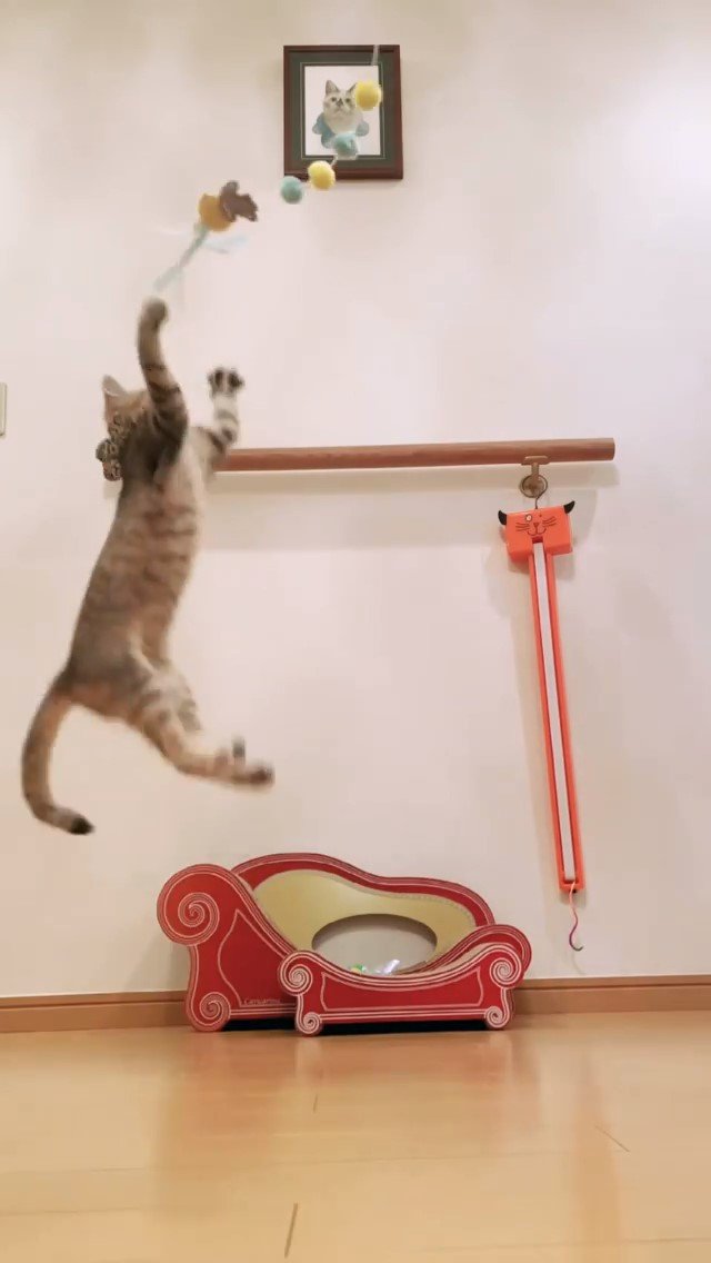おもちゃに向かってジャンプする猫