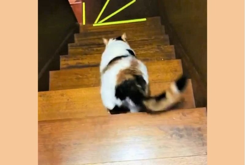 階段を降りていくスコちゃん。後ろから見た“お尻”と“あんよ”がかわいすぎる