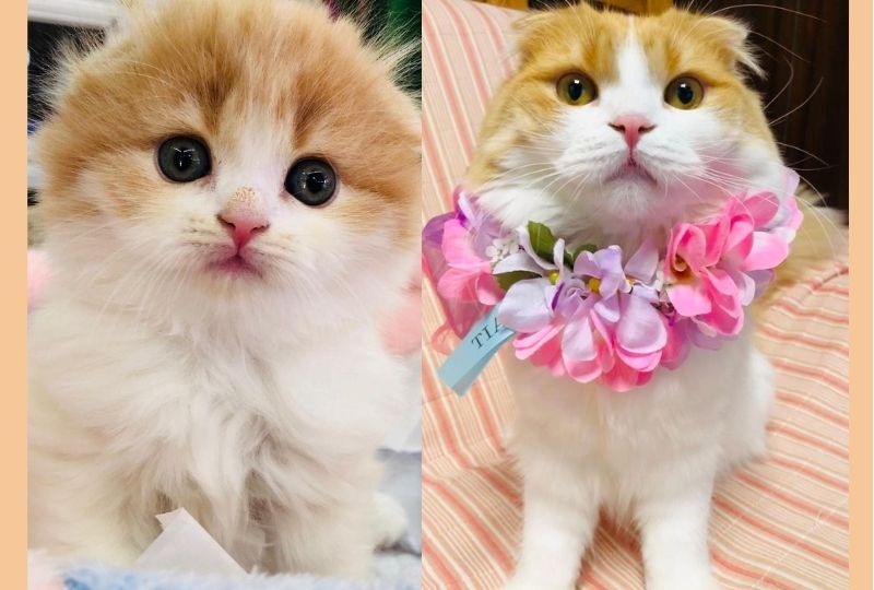 「可愛さ」と「やんちゃっぷり」は変わらない！生後2か月→1歳になった猫くんの成長記録
