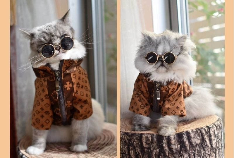 【ちょい悪】おしゃれな服とサングラスでキメる猫ちゃんたちに誰もかなわない！
