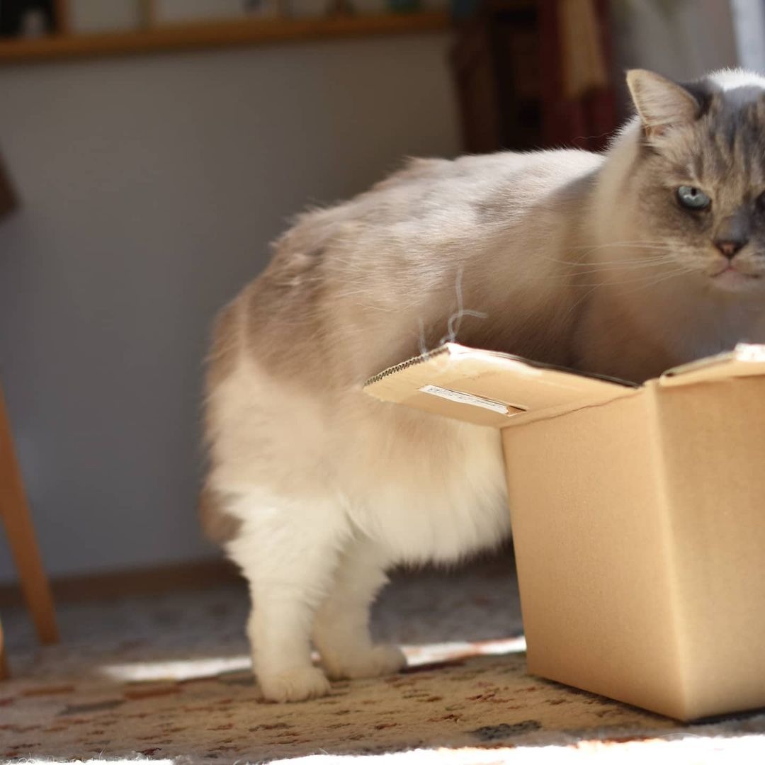 箱の中に入ろうとしている猫