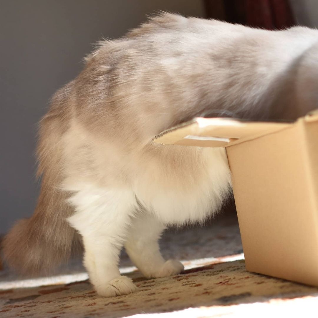 箱の中に入ろうとしている猫