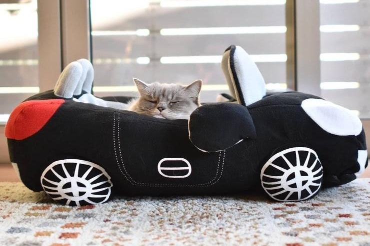“居眠り運転”にヒヤヒヤ⁉高級オープンカーさながらのベッドでくつろぐ猫ちゃんが超可愛い