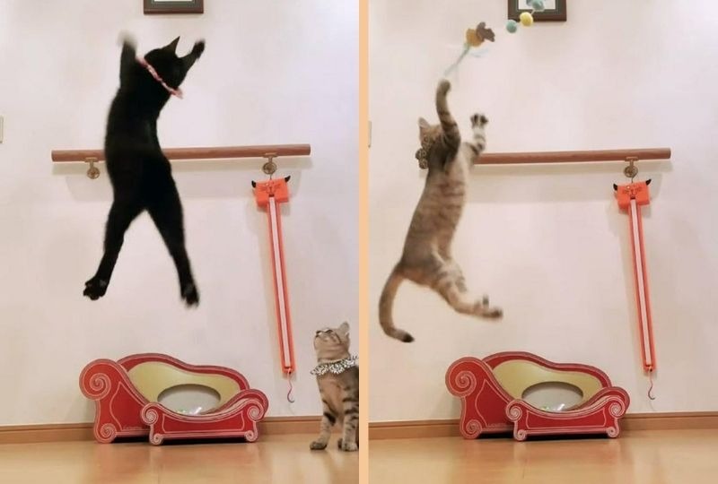 【ジャンプ力】スゴすぎ！おもちゃで遊ぶ子猫ちゃんたちの元気っぷりに癒される♪