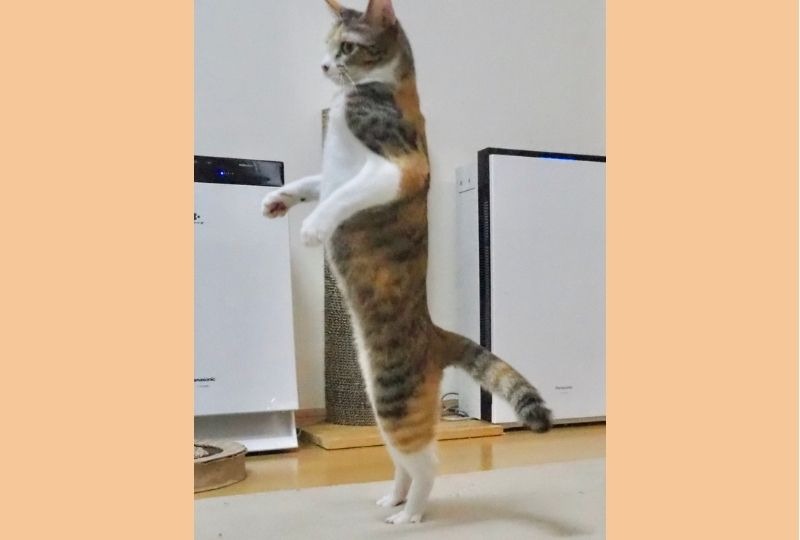 『猫背を知らない猫』現る?!二本足で立つニャンコの見事な“直立姿勢”に爆笑必至!!