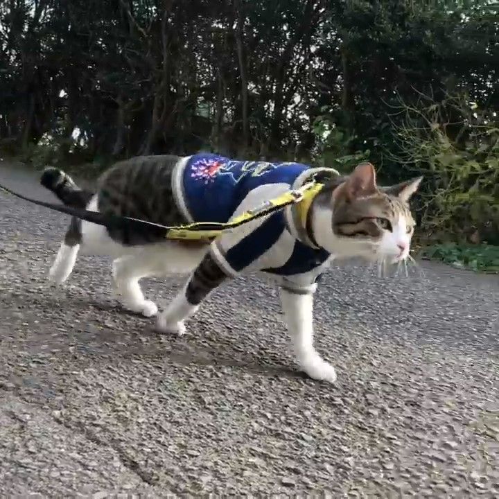 洋服を着て散歩する猫