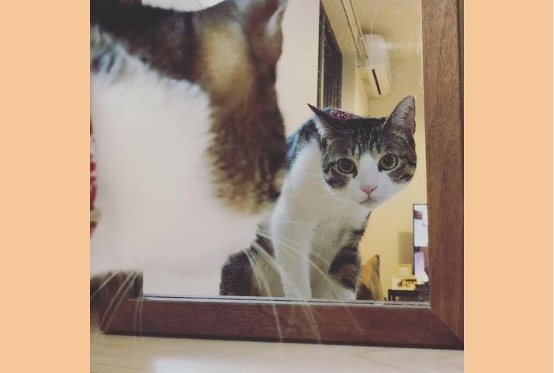 「よし、今日もいいオトコにゃ」鏡チェックを怠らない猫くんの決め顔が可愛すぎて笑っちゃう
