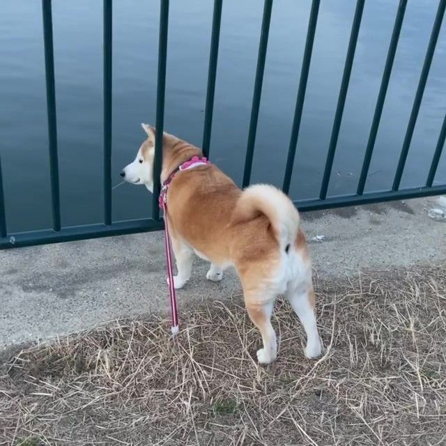 川を見つめる柴犬