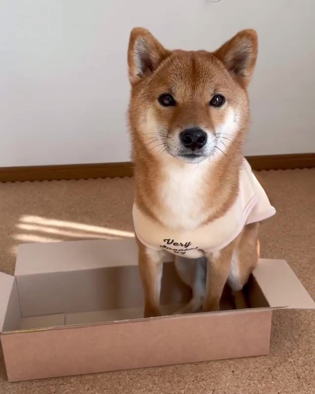 箱に入る柴犬