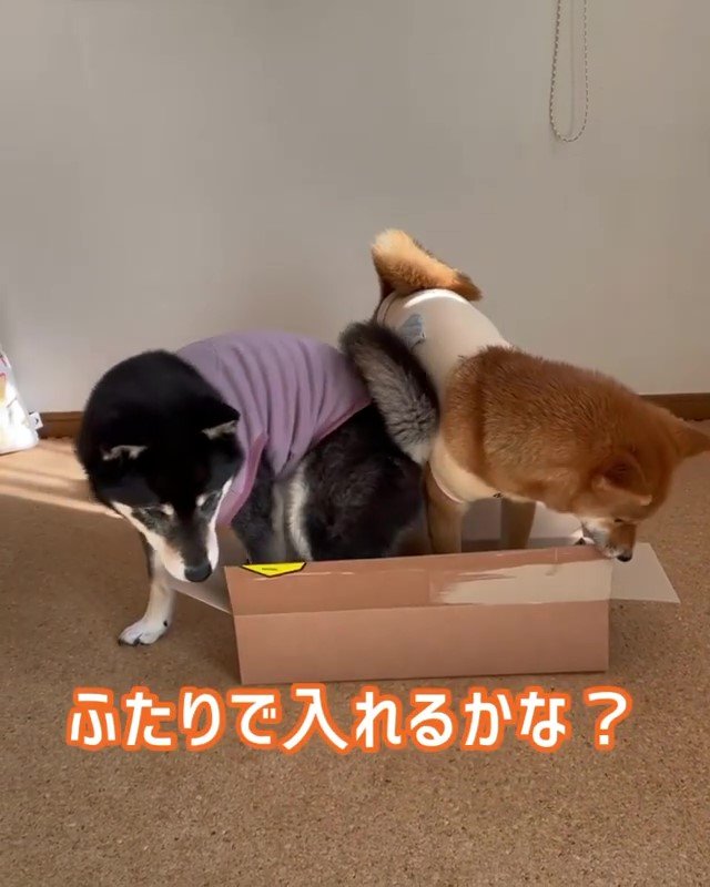 箱に入る柴犬