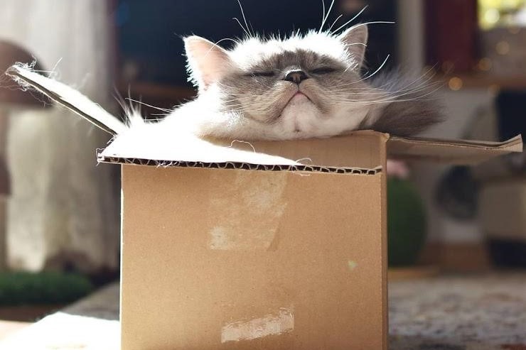 にゃ…にゃま首発見⁉箱からお顔だけ出してる猫ちゃん。みっちり具合にご満悦