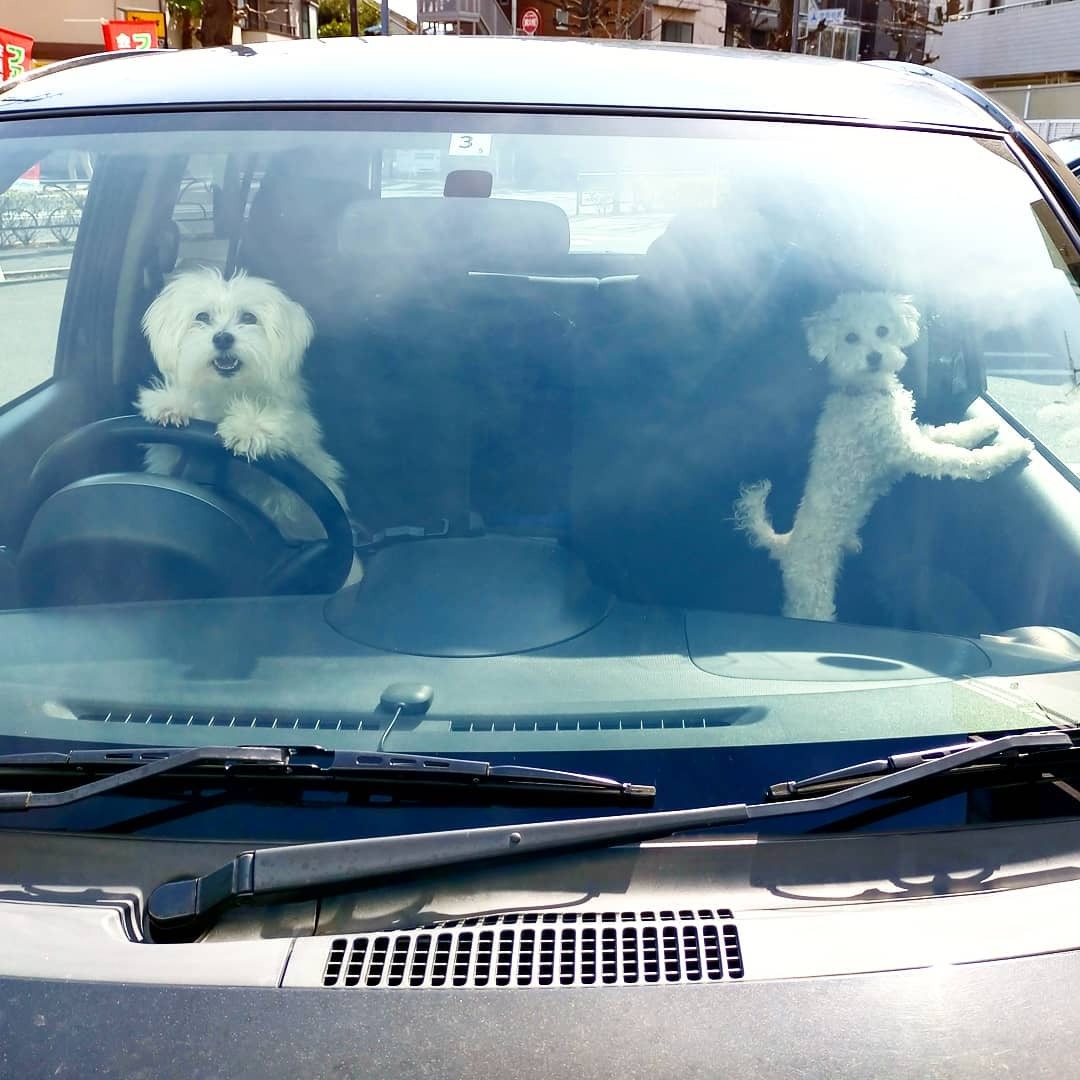 車の中にいる2匹の犬