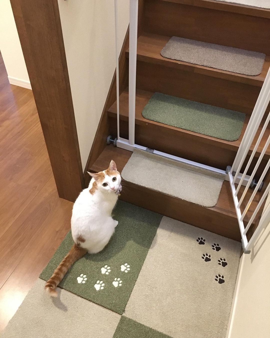 階段のところで待っている猫