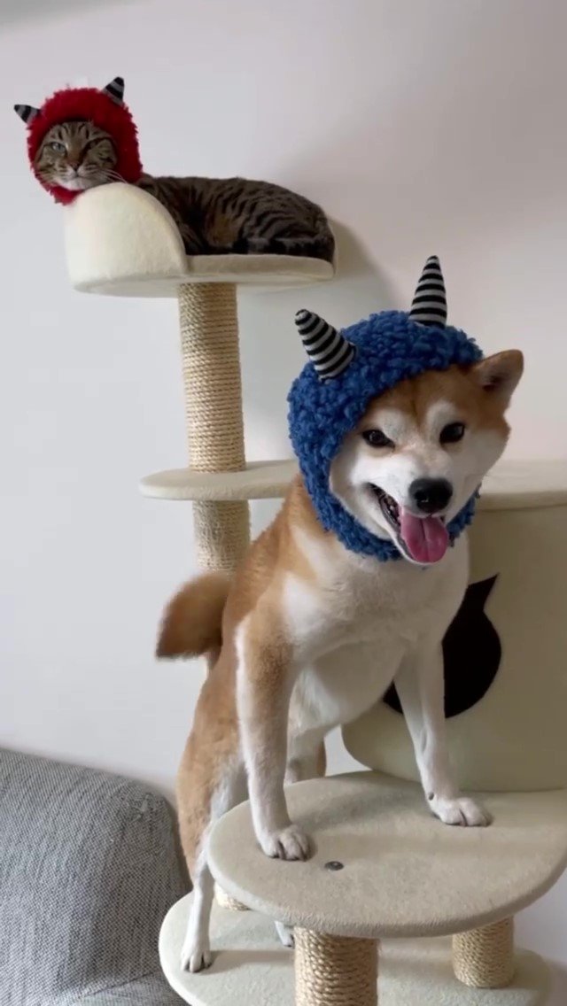 鬼の帽子をかぶった犬と猫