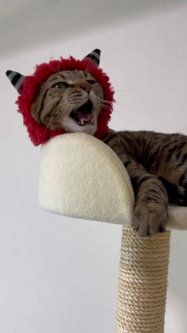 鬼の帽子をかぶった猫